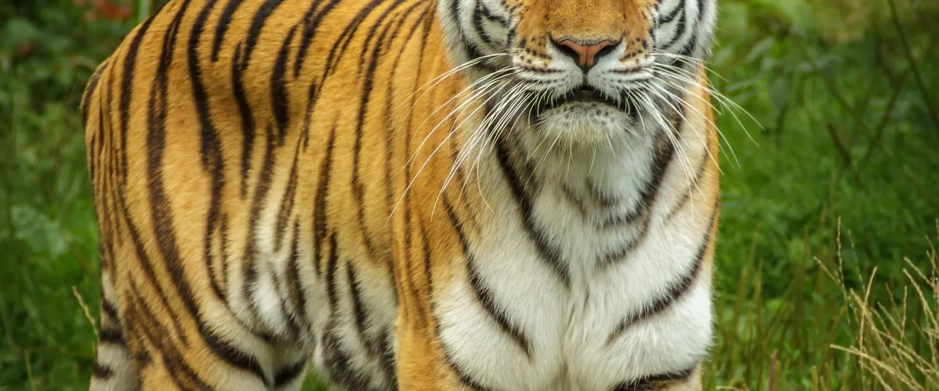 Encounter the Majestic Tigers of Ranthambore